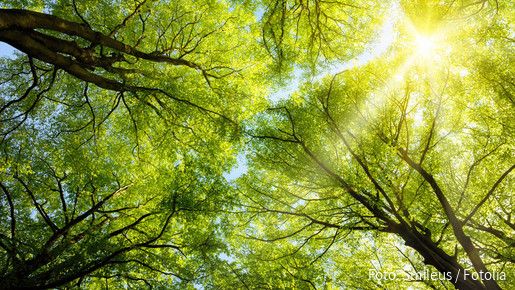 Sonnen leuchtet durch Baumkronen (Symbolbild) Sonnen leuchtet durch Baumkronen (Symbolbild)